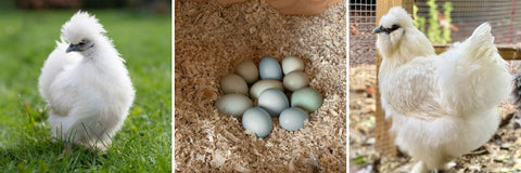Silked White Easter Eggers are the perfect chicken breed for a backyard pet!