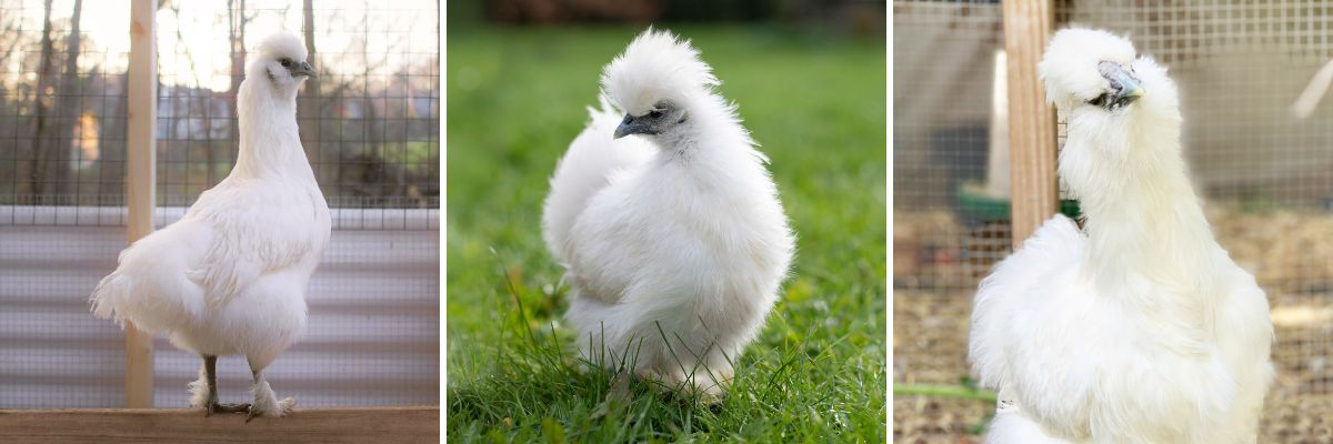 The Silked White Easter Egger is an exclusive breed only sold at My Pet Chicken.