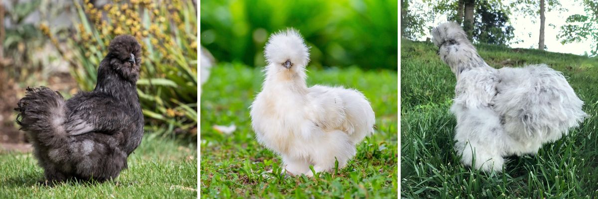 Silkie hens often go broody and make excellent mothers.