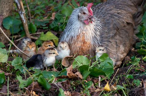 A Silver Gray Dorking hen sits in a nest of bushes while her baby chicks gather around her. 