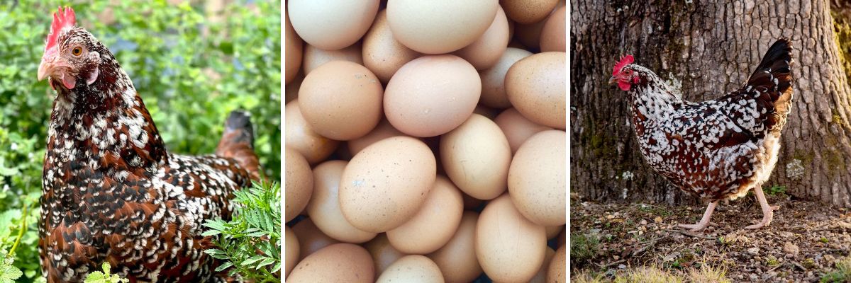 Speckled Sussex chickens and eggs