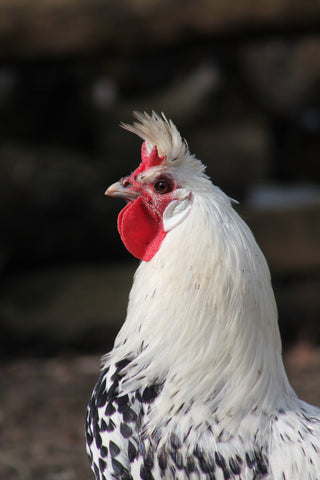 An Appenzeller Spitzhauben rooster poses and looks into the camera