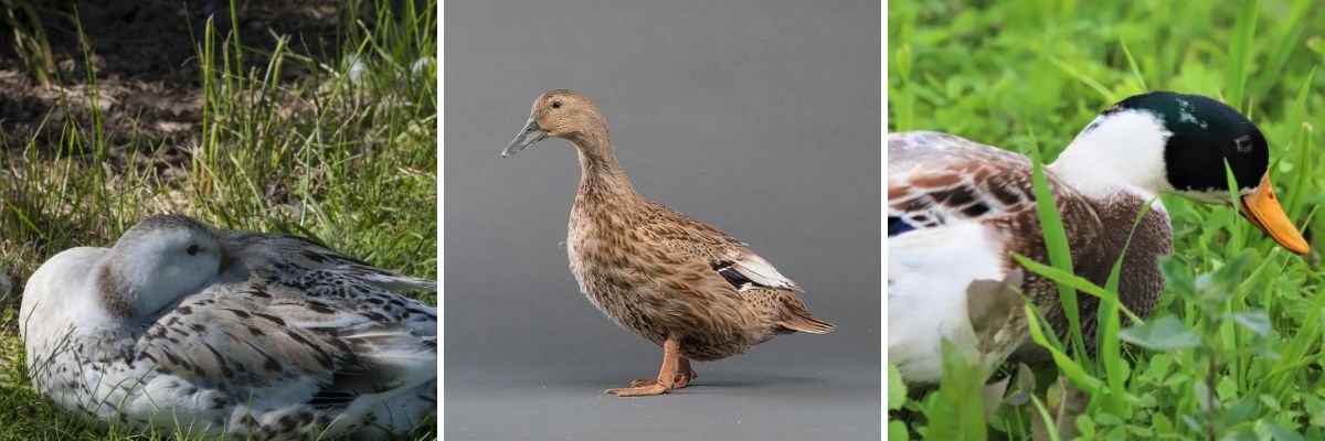 Welsh Harlequin Duck