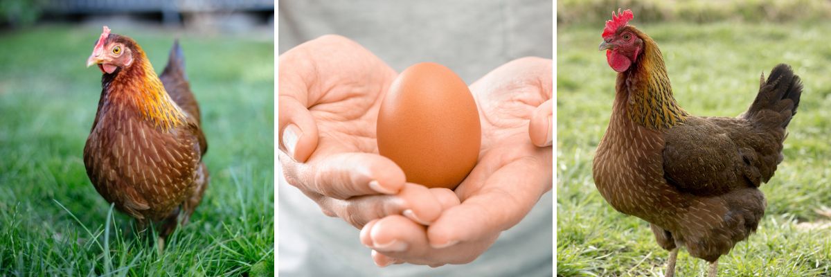 Welsummer hens lay a deep reddish brown egg.