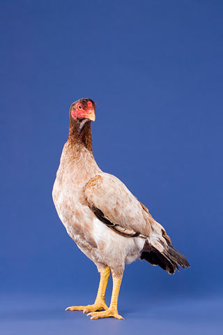 A White Aseel chicken stands tall while posing in front of a blue background. 