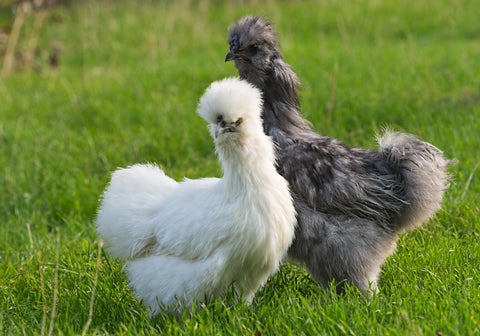 A White and Blue Silkie Bantam stand in a green grass field.