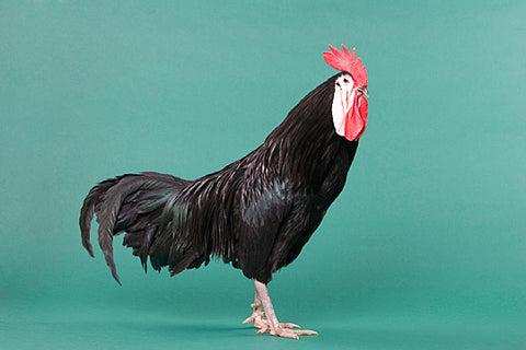 A White Faced Black Spanish rooster stands in front of a blue background. 