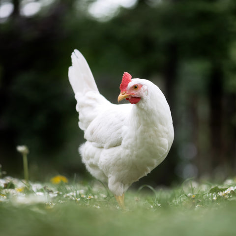 A White Leghorn hen poses in a green field.