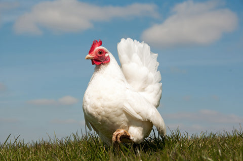 A White Serama hen stands tall in a green grass field. 