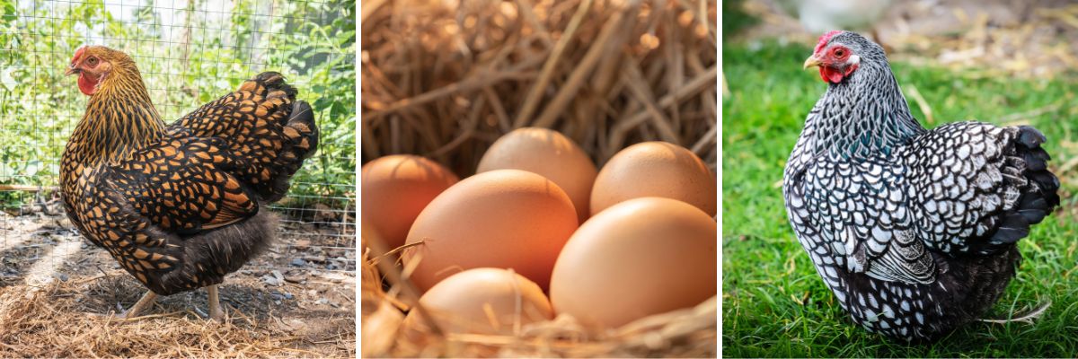 Wyandotte chickens are a fvorite among backyard chicken owners because of their friendly nature.