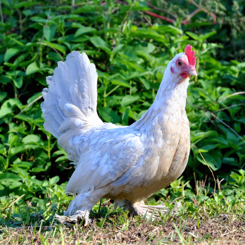 Hatching Eggs: Our Friendliest Breeds Assortment, Hen Haven Location ...