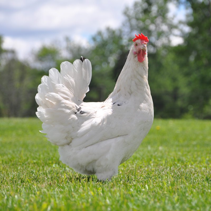 Pullet: Austra White, Shipping Week of 09/09/2024