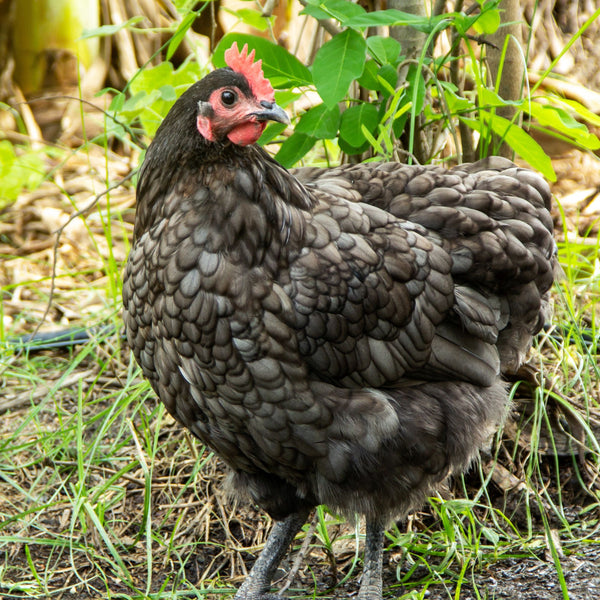 Pullet: Light Brahma, Shipping week of 03/25/2024 - My Pet Chicken