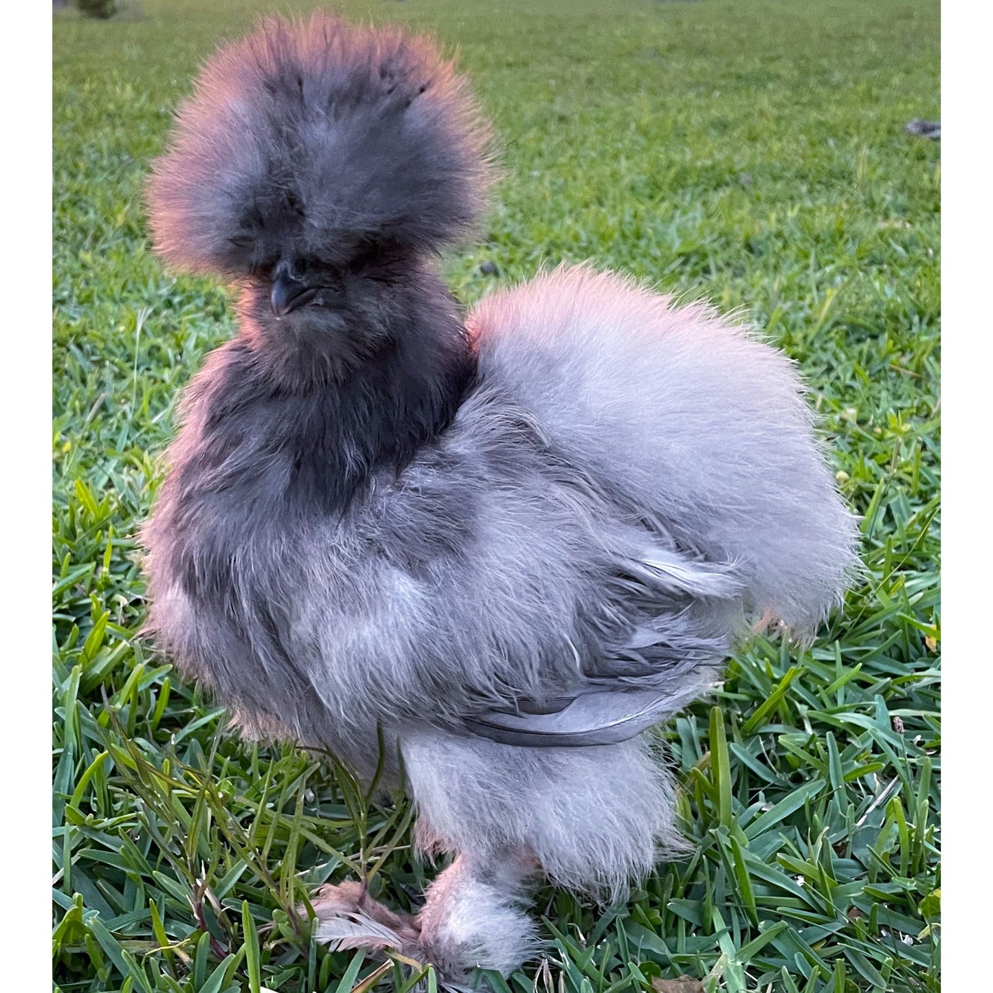 silkie chicken bones