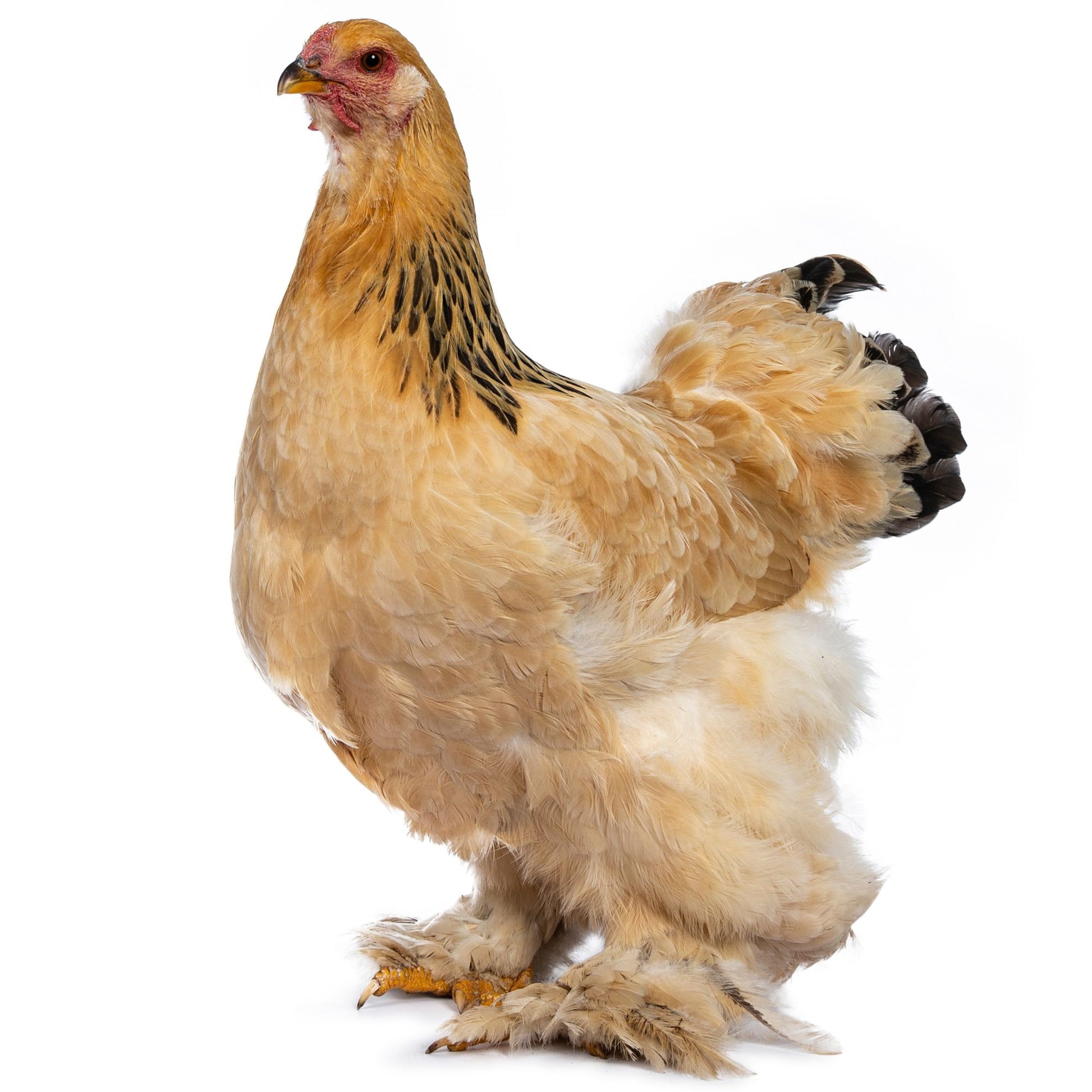 Buff Brahma chicken 