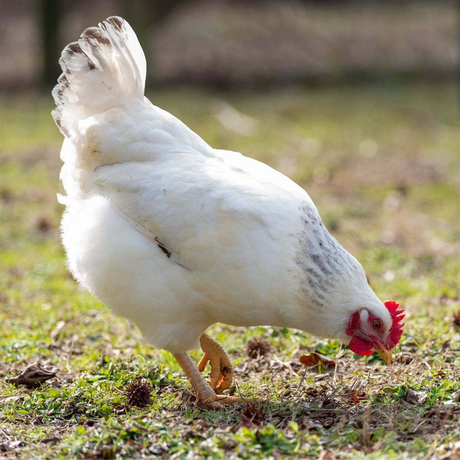 Chicken Pics: Photos of Popular Chicken Breeds (and all things