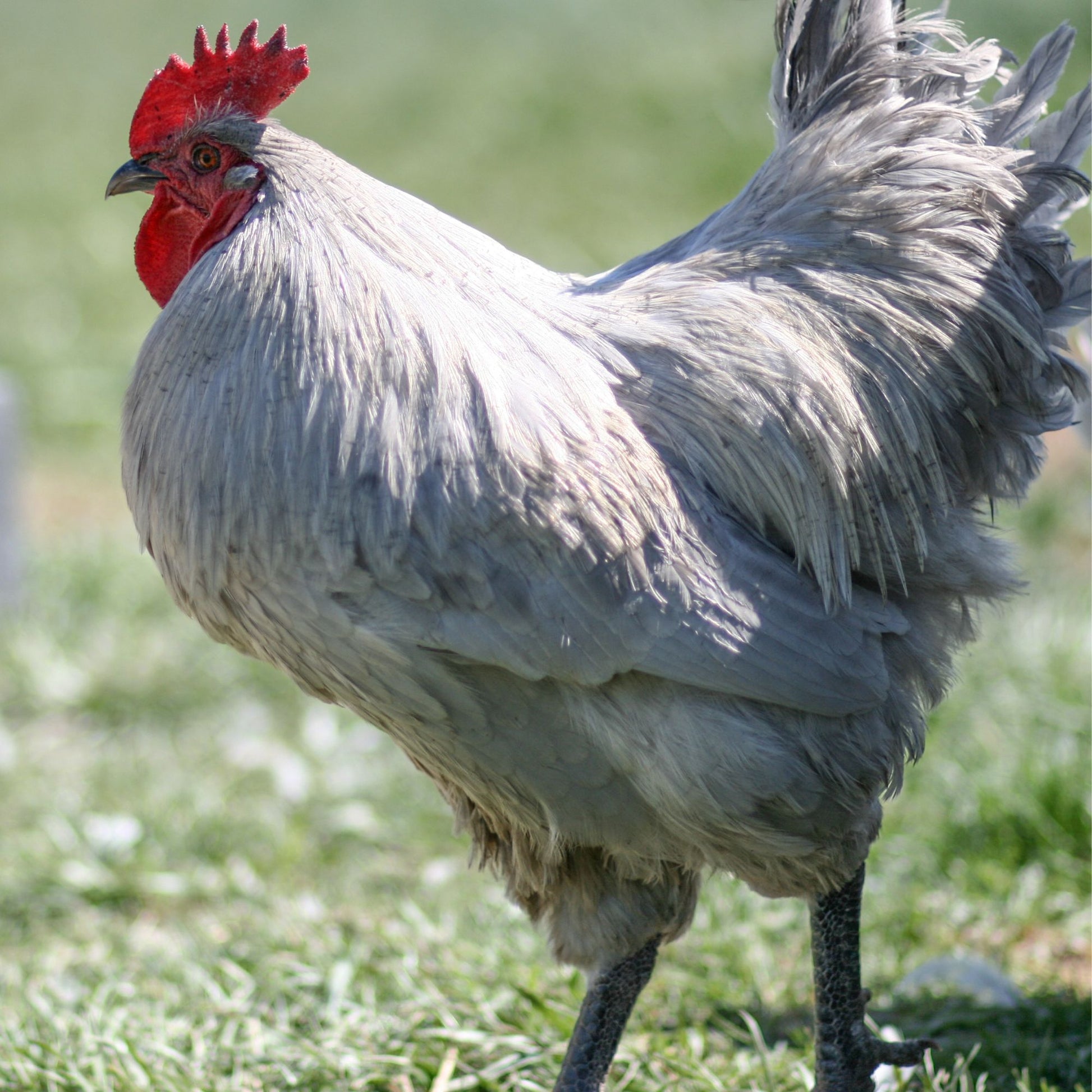 Chicks: Lavender Orpington - Pet