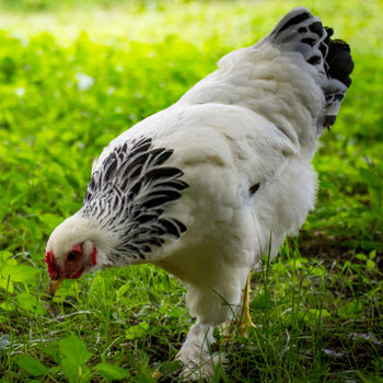 ornamental chicken breeds