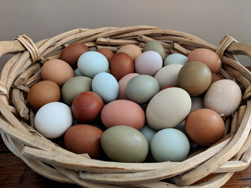 Basket of chicken eggs