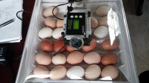 Save the hatching eggs in your incubator when the power goes out