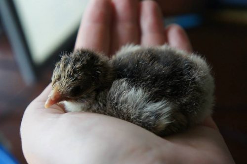 Baby chick in hand