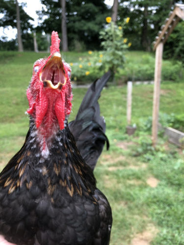 Loud chicken - backyard chicken 