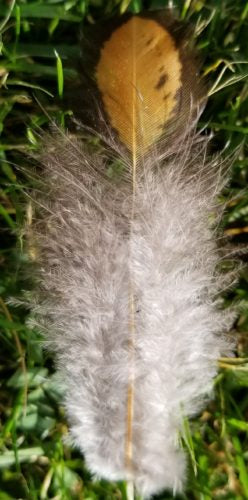 Semi Plume feather