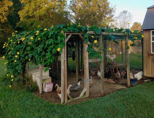 A chicken and duck run has a luffa gourd plant growing over it to protect the chickens and ducks in the run from wind and the hot sun. 