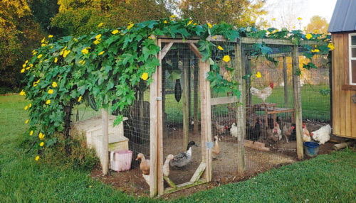 Loofah: one of the best chicken run ideas