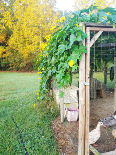 Loofah growing up our chicken run.