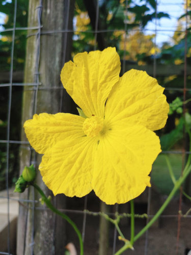 Loofa flower