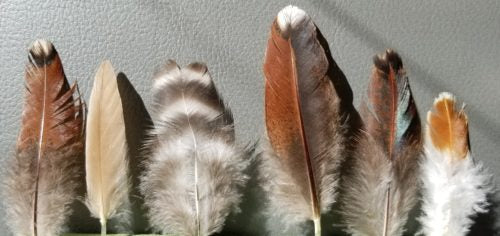 Chicken feathers