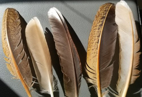 Contour feathers
