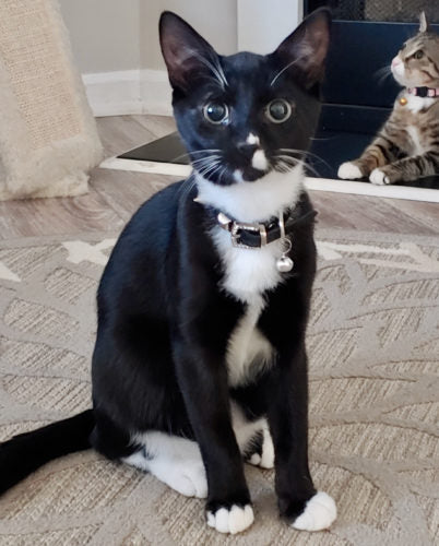 A black and white cat with  black collar looks at the camera. There is a multi-colored cat laying down in the background. 