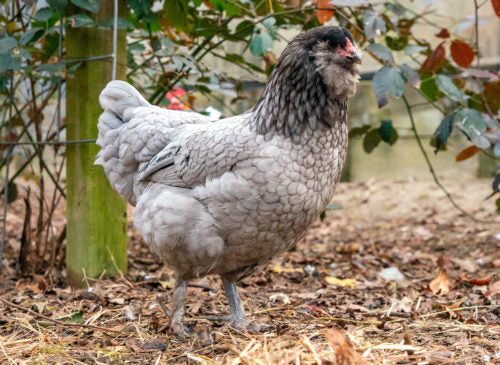 A Blue Favaucana chicken stands in front of a rose bush while sweetly looking at the camera.