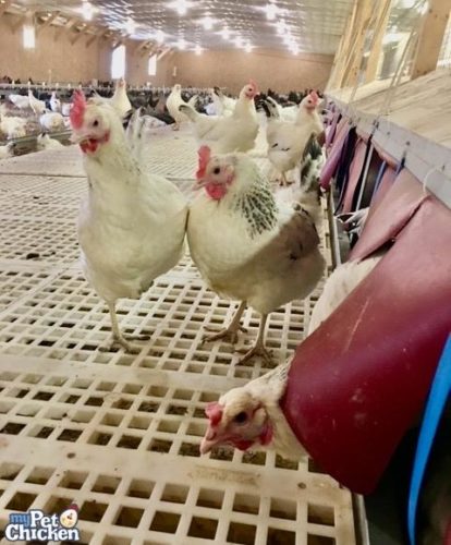 A flock of white chickens is shown in an enclosed barn which keeps them safe from Avian Influenza and other illnesses.
