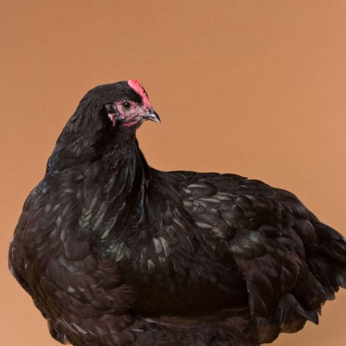 Black Orpington Hen