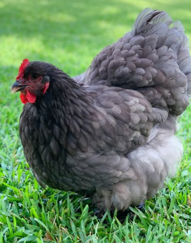 A fluffy Blue Cochin poses on green grass.