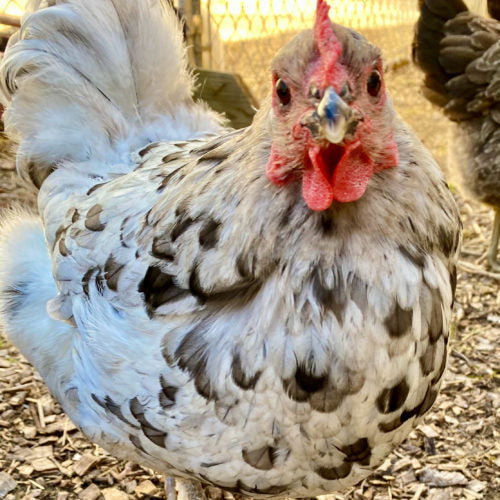 A blue Splash Marans hen closely looks into the camera.