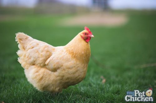 A Buff Orpington walks on green grass.