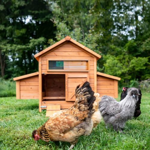 Bungalow Chicken Coop