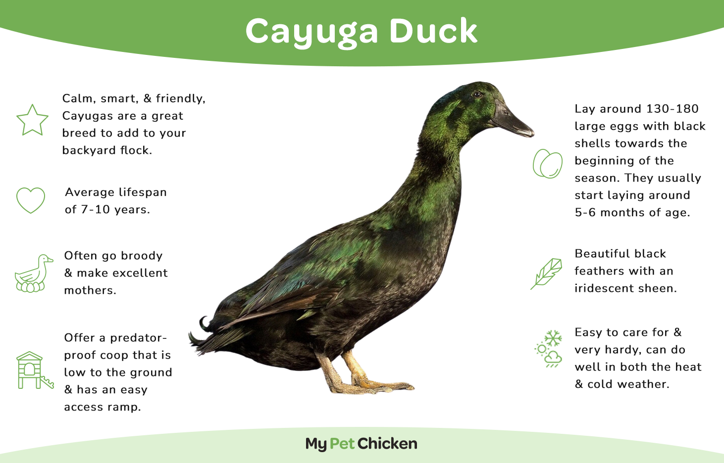 Cayuga duck infographic