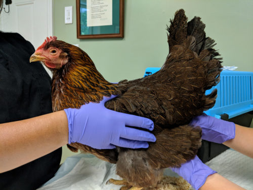 A pet chicken goes to the vert for a checkup
