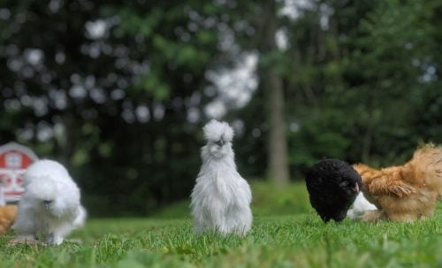 A flock of chickens free range on green grass. A chicken sitter watches from a distance.  