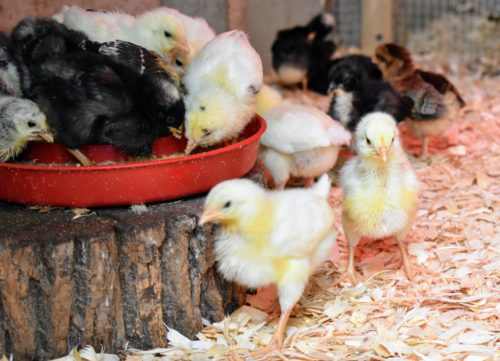 Rare chicken breeds: baby chicks!