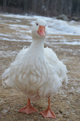 Homesteader's Guide to Chinese Geese