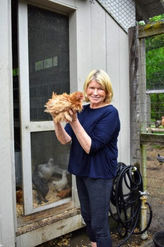 Martha Stewart welcomes a Frizzle pullet from the Fun and Funky hatching eggs collection.