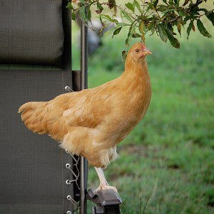 Chicken watching - a Buff Orpington pullet, perching