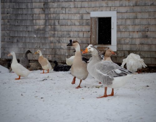 Geese and ducks play in the snow.