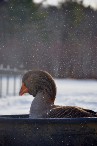 Goose taking a bath in winter weather. 